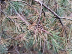 Pinus sylvestris