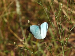 Nepheronia thalassina