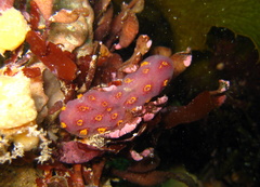 Botrylloides perspicuus