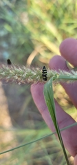Acmaeodera alicia