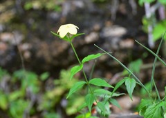 Haplophyton cimicidum