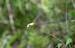 Haplophyton cimicidum