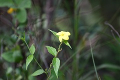 Haplophyton cimicidum