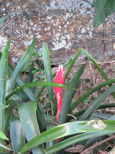 Billbergia pyramidalis