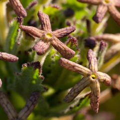 Lyperia tristis