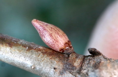 Andricus deciduatus