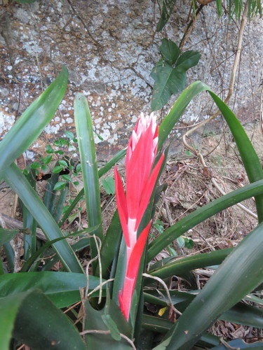 Billbergia pyramidalis