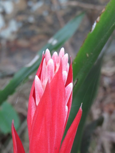 Billbergia pyramidalis