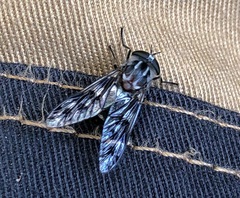 Spilotabanus multiguttatus