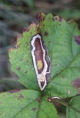 Stigmella villosella