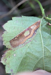 Stigmella villosella