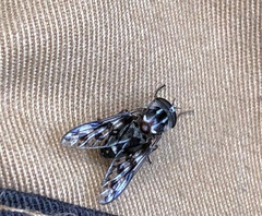 Spilotabanus multiguttatus