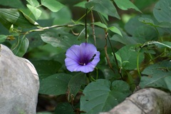 Ipomoea lindenii