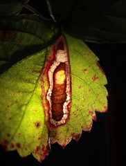 Stigmella villosella