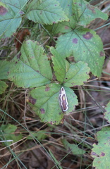 Stigmella villosella