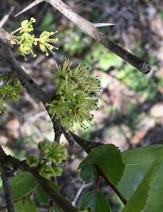 Xylosma tweediana