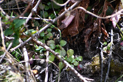 Piperales