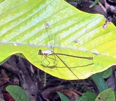 Teinopodagrion