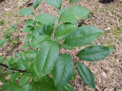 Prunus serotina