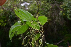 Dioscorea spiculiflora