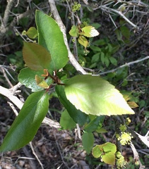 Xylosma tweediana