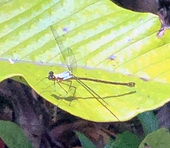 Teinopodagrion