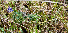 Lupinus pubescens