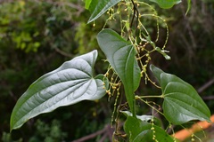 Dioscorea spiculiflora