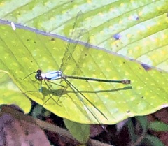 Teinopodagrion