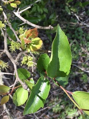 Xylosma tweediana