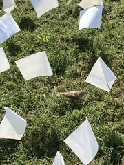 Passer domesticus