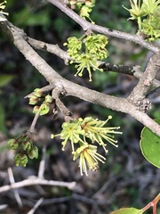 Xylosma tweediana