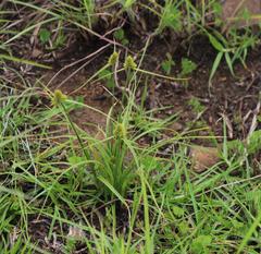 Cyperus austroafricanus