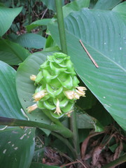 Goeppertia cylindrica, photograph Victor Farjalla Pontes, CC BY, iNaturalist via GBIF