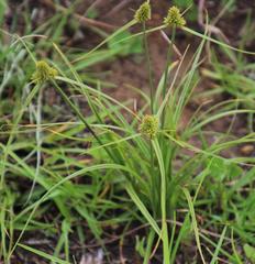 Cyperus austroafricanus