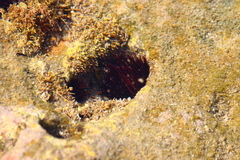 Echinostrephus molaris image