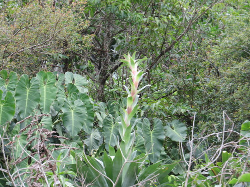 Alcantarea glaziouana, photograph 2