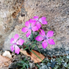 Dianthus chinensis