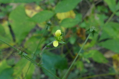 Geum × catlingii
