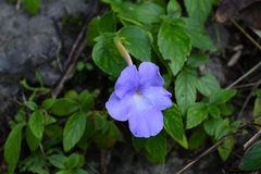 Achimenes longiflora