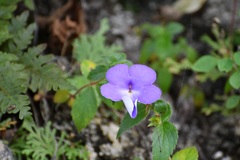 Achimenes longiflora