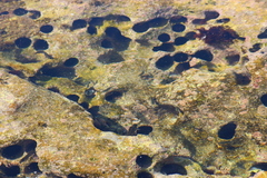 Echinostrephus molaris