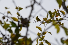 Leiothlypis celata lutescens