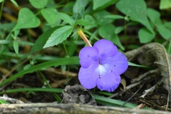 Achimenes longiflora