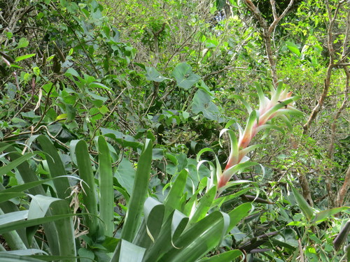 Photo of Alcantarea glaziouana (Lem.) Leme