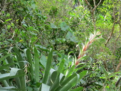 Victor Farjalla Pontes, CC BY, iNaturalist via GBIF Alcantarea glaziouana, photograph Victor Farjalla Pontes, CC BY, iNaturalist via GBIF