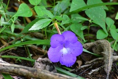Achimenes longiflora