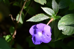 Achimenes longiflora
