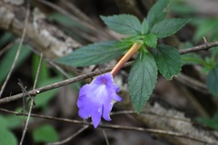 Achimenes longiflora