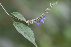 Salvia connivens